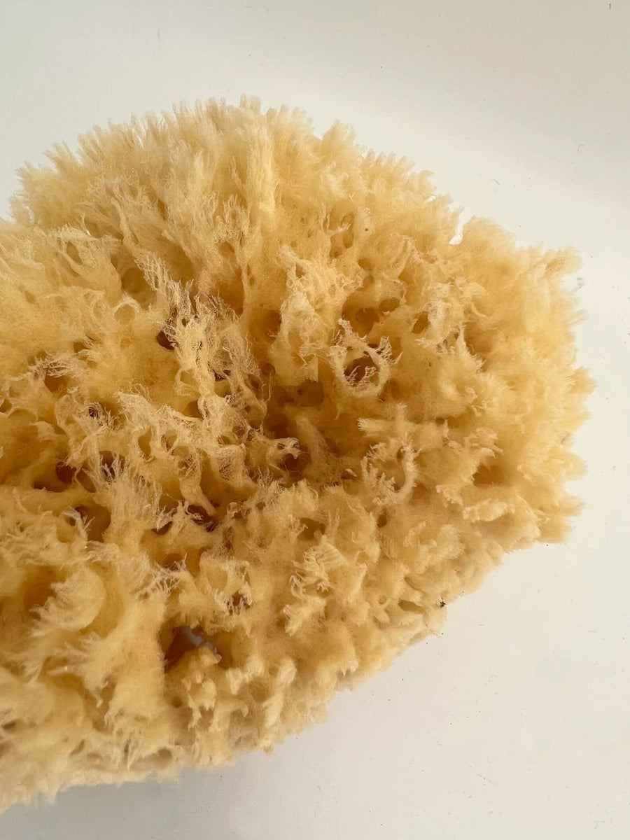 Natural Sea Sponge