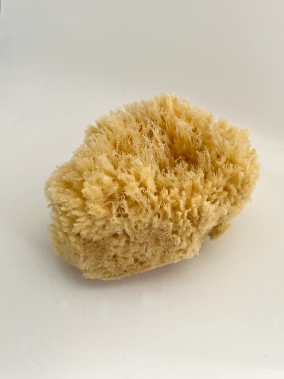 Natural Sea Sponge