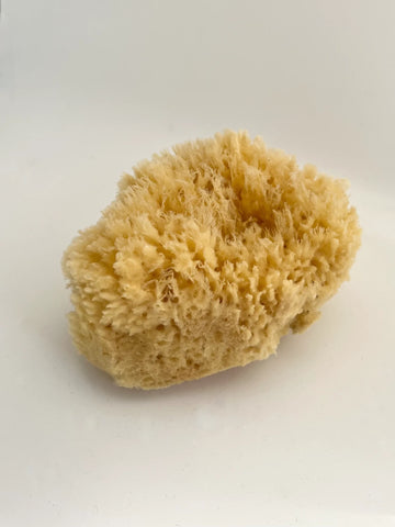 Natural Sea Sponge